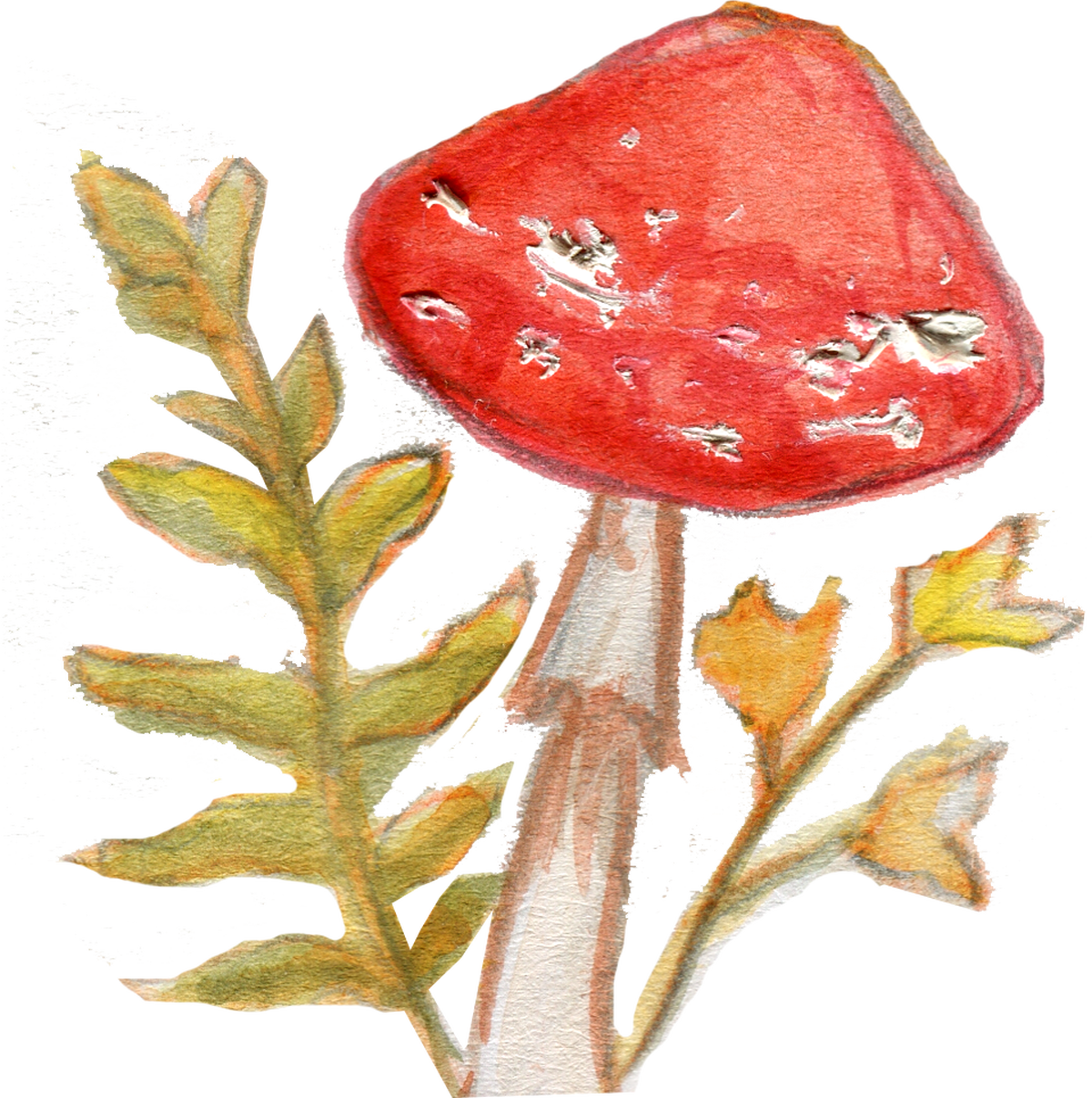 Mushroom